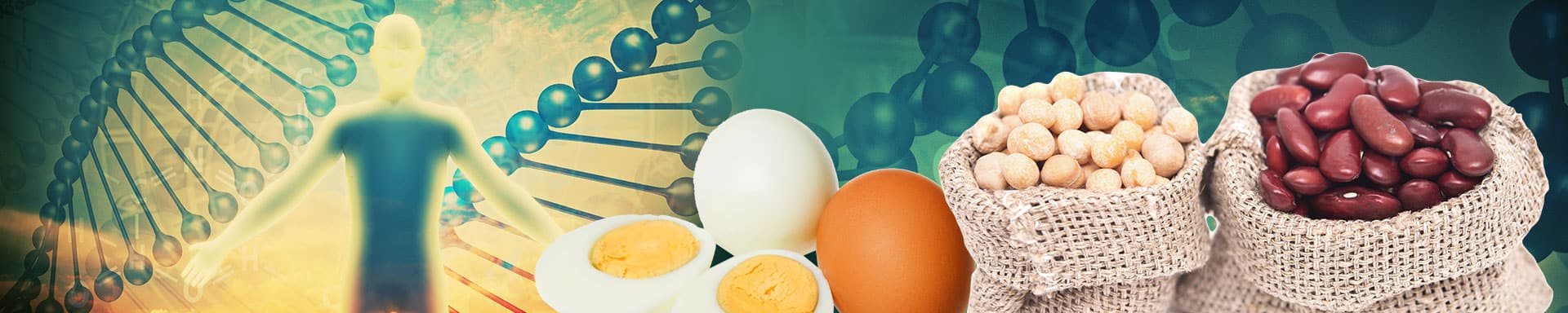 Amino Acids