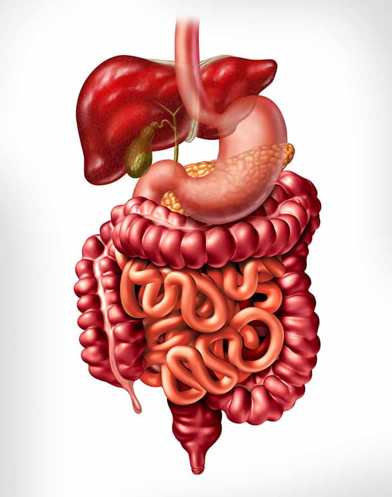 Digestion